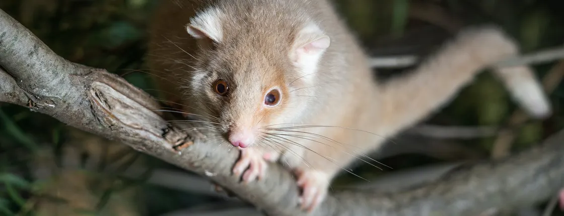 Bonorong Wildlife Sanctuary Night Tour