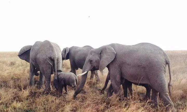 Day Trip Arusha National Park