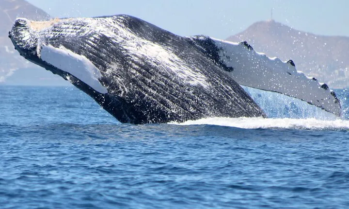 Whale Watching in San Jose del Cabo