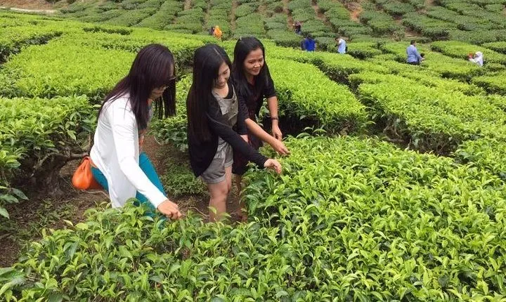 Cameron Highlands Private Day Tour from Kuala Lumpur