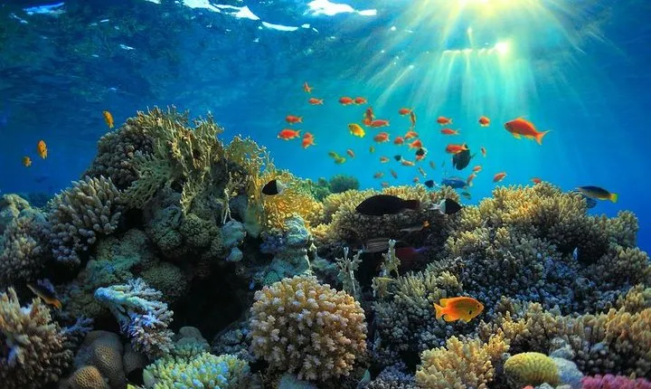 Private Day Trip from San Jose to Cahuita National Park (Caribbean Coast)