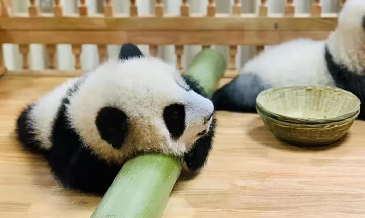 Chengdu One Day Trip of Panda Base Plus Your Choice