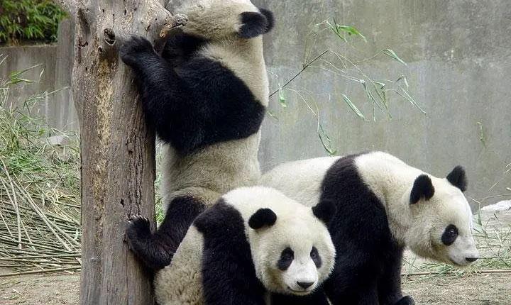 Private Chengdu Day Tour: Giant Pandas and Jinsha Site Museum