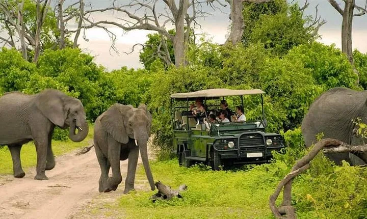 Chobe Full Day Trip