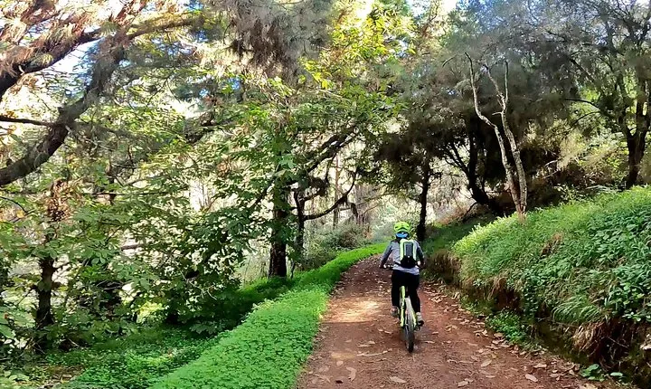 Descend in Mountain Bike in Northern Forests of Gran Canaria
