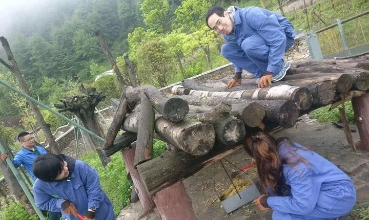 1-Day Dujiangyan Tour: Panda Volunteer Program and Mount Qingcheng
