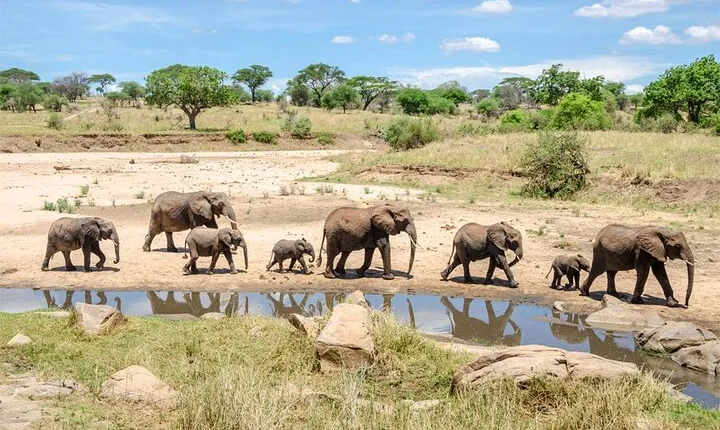 4 Days Luxury Tanzania Safari Tarangire and Serengeti Adventure