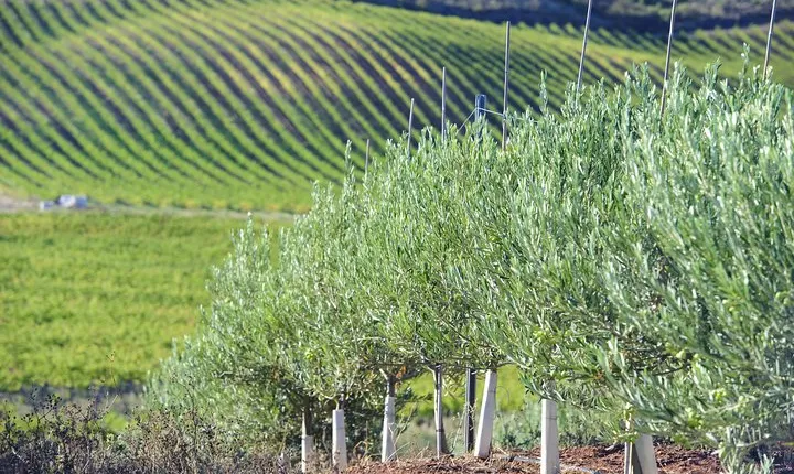 Olive oil and Navarre winery visit with tastings and lunch in small group tour