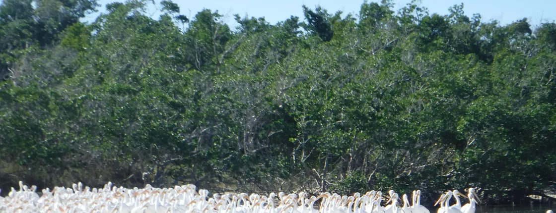 Everglades National Park wildlife and beach expedition