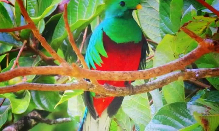 Birdwatching Tour: unlock the wonder, whether beginner or advanced