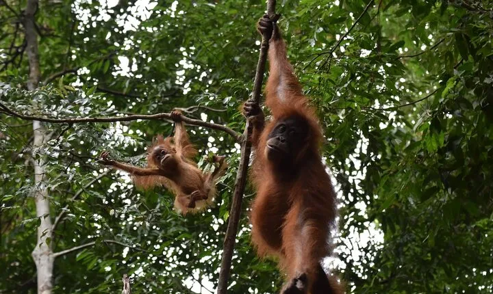 Wonderful 2Days 1Night Bukit Lawang Jungle Trekking Free Rafting