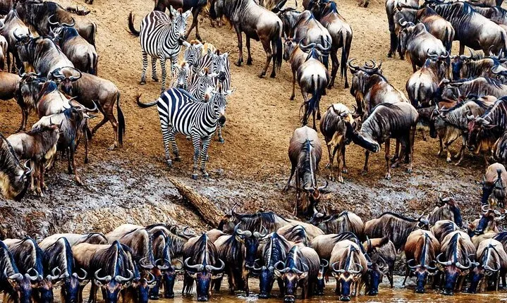 5 Day Private Guided Wildebeest Migration Tour