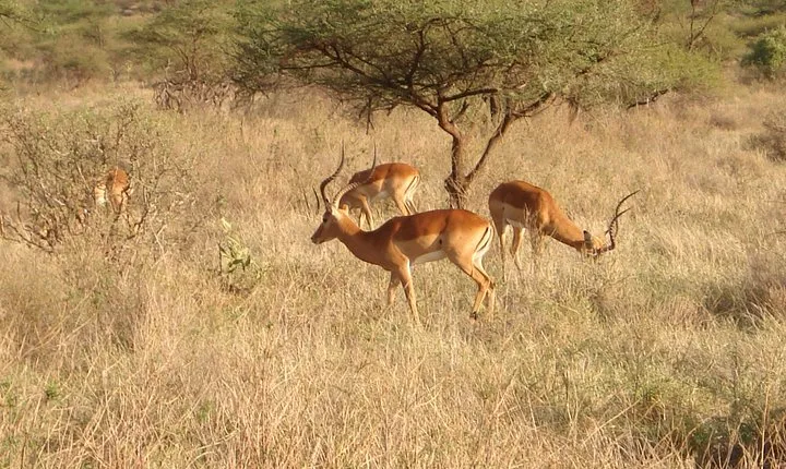7 Days Samburu - Lake Naivasha - Mara Safari
