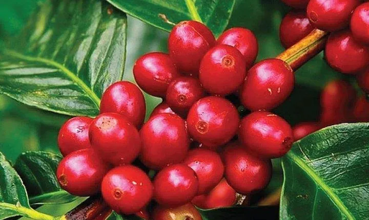 Coffee Farm Tour : Coffee Tasting, Coffee Ceremony, Coffee Plantation visit