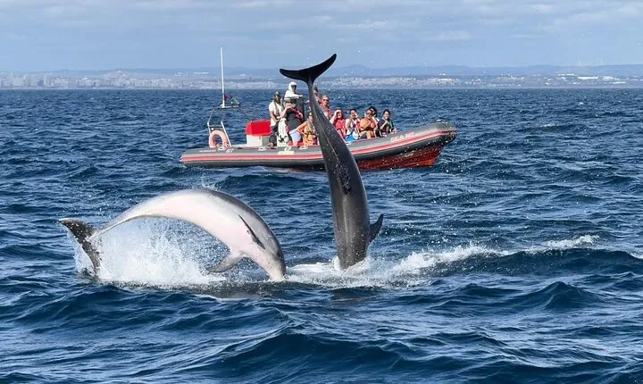 Albufeira: Dolphins and Caves Tour