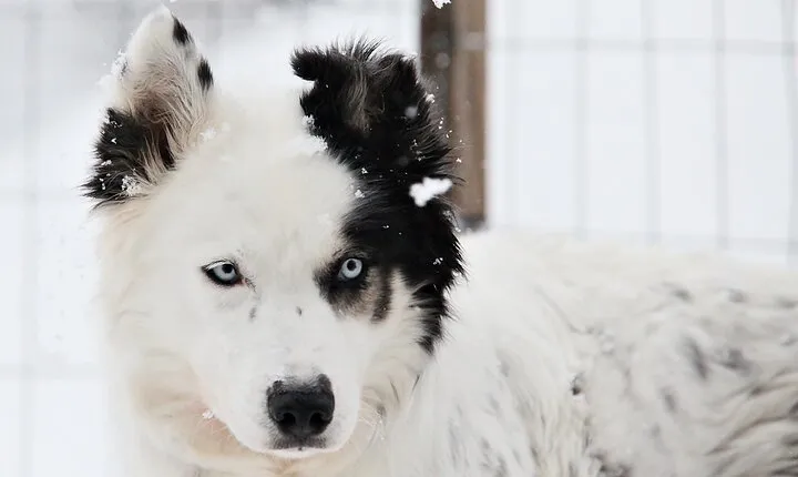 30 Minutes Husky Safari and Farm Visit in Pyhatunturi
