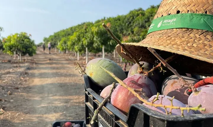 Tropical Tour: Avocado & Mango Farm - Small group and tasting
