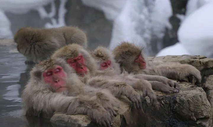 Nagano Snow Monkey 1 Day Tour with Beef Sukiyaki Lunch from Tokyo