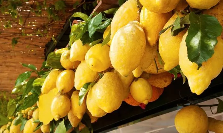 Family farm experience with olive oil vegetables limoncello and grandma's lunch