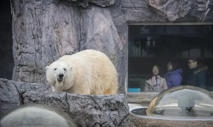 Asahiyama Zoo One-Day Tour