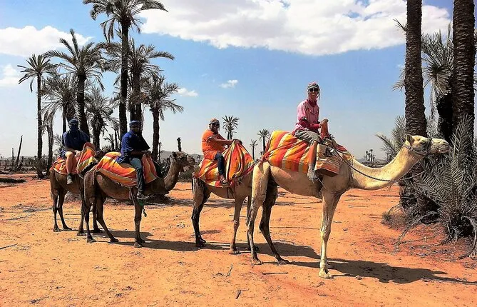 Sunset Camel Ride Tour in Marrakech Palm Grove