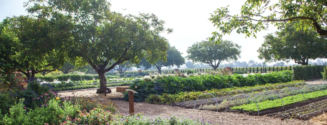 Redwoods Wine & Dine Tour