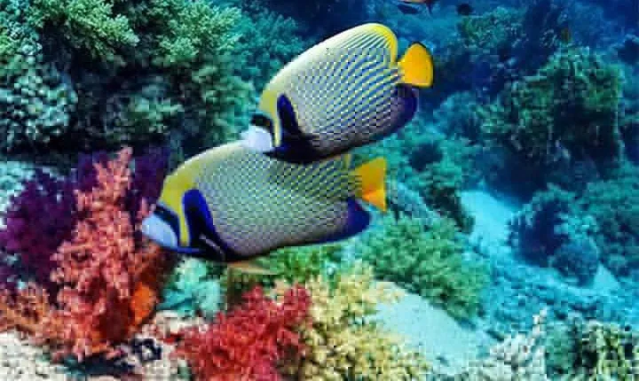 All Ticket Inclusive-Blue Lagoon Snorkeling-Ubud Monkey Forest & Ubud Waterfall