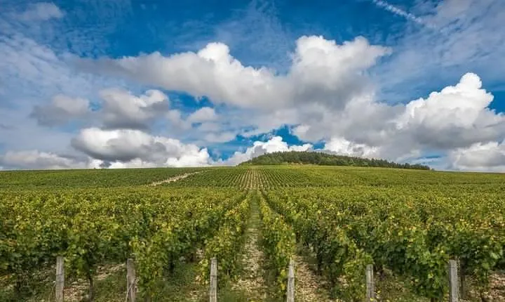Private Day Tour: Chablis Vine from Paris