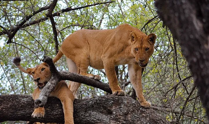 11 Day Tanzania Bush and Zanzibar Island Paradise Tour