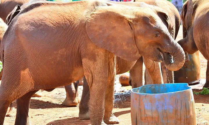 Elephants Orphanage Tour From Nairobi with Optional Giraffe Centre