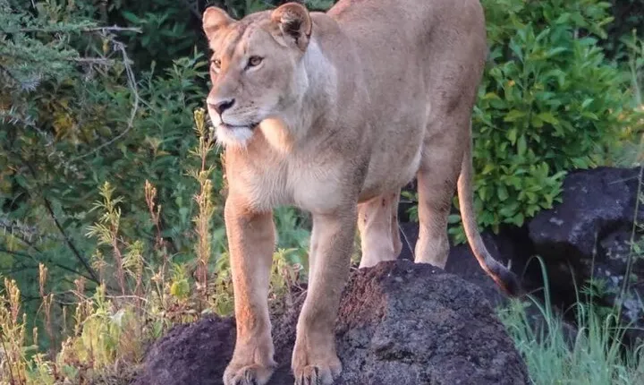 3 Day Tanzania Serengeti & Ngorongoro Crater Safari