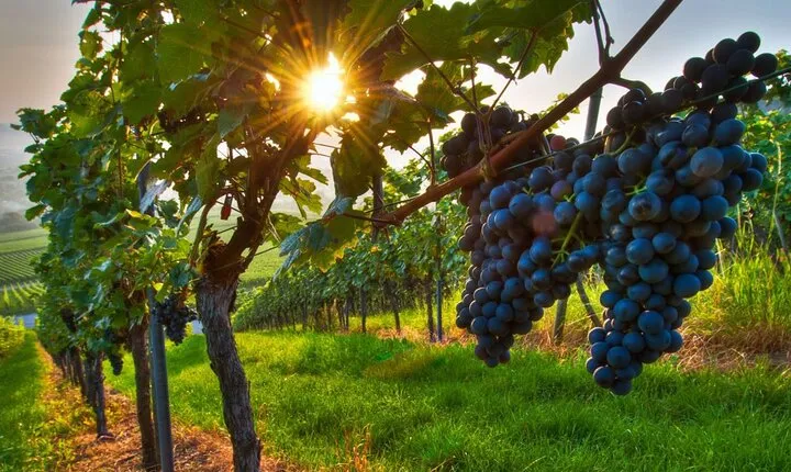Wine Tasting in Frascati from Rome