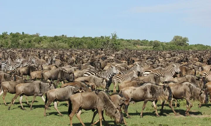 5-Days Masai Mara & Lake Nakuru Lodge Safari