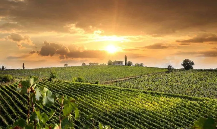 Wine Cheese and EVO Oil Tastings Southern Tuscany Fullday from Rome