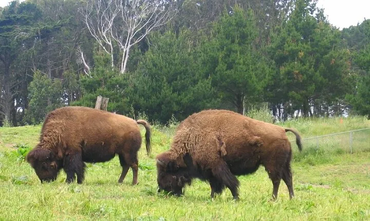 San Francisco Golden Gate Park Tour