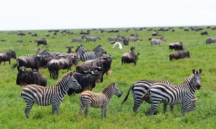 2 Days Best of Ngorongoro and Tarangire National Park