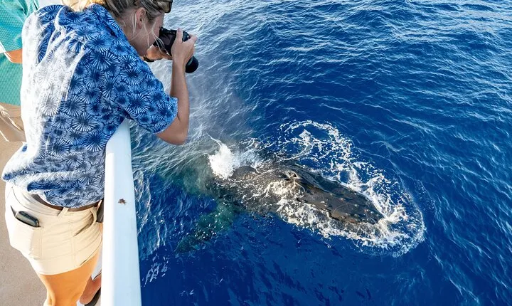 Whale and Dolphin Watch Boat Cruise in Oahu