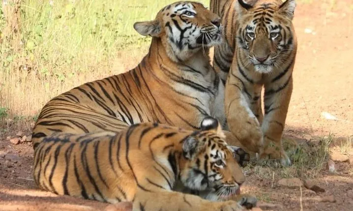 Delhi Agra Jaipur Ranthambore Tigers 5 Days Tour From Delhi