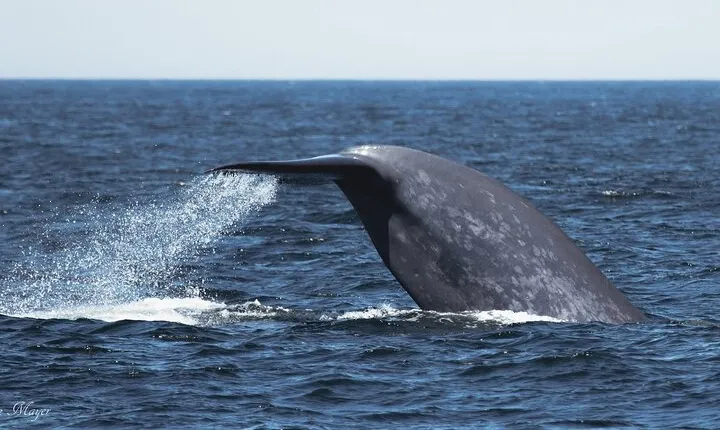 San Diego Whale/Dolphin Watching Cruise Aboard Luxury Vessel