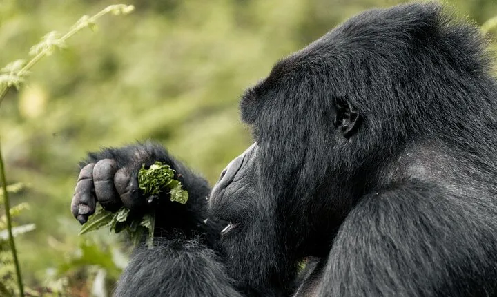 Full day Gorilla trekking safari