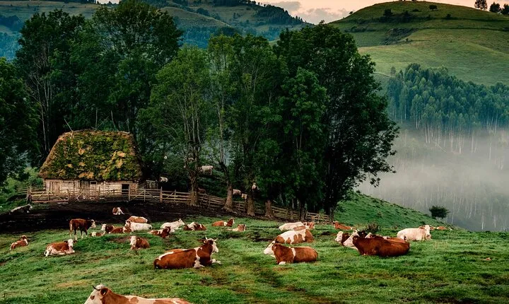Discover Apuseni Mountains - Scarita Summit,Sipote Waterfall and Dumesti Village