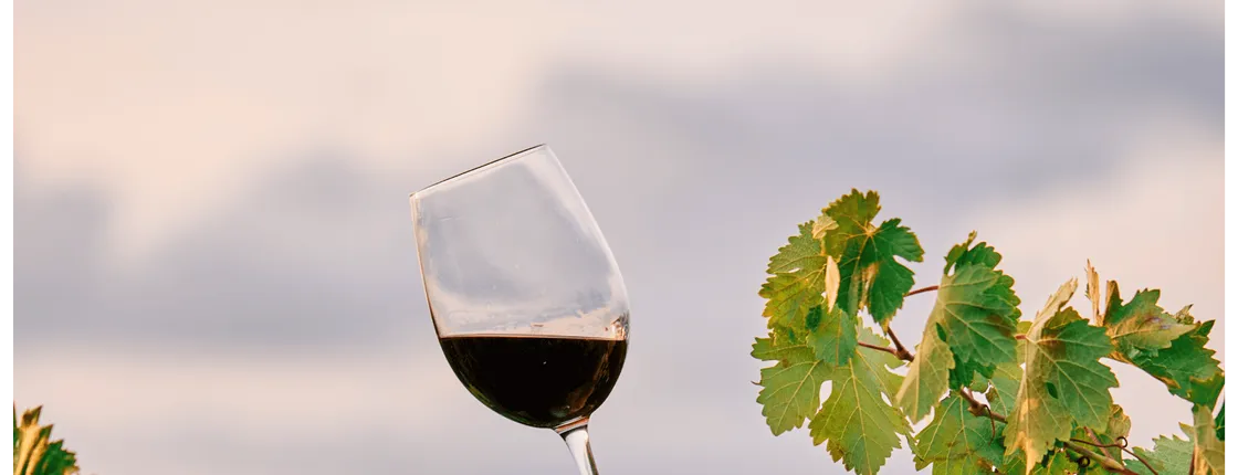 Winery visit in La Rioja with tasting and lunch from Vitoria