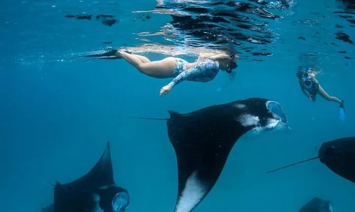 Nusa Penida Snorkeling 4 Spots with Manta Rays + Pick Up