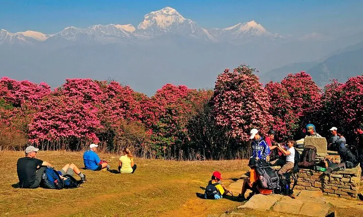 From Pokhara: Ghorepani Poon Hill Ghandruk Trek - 4 Days