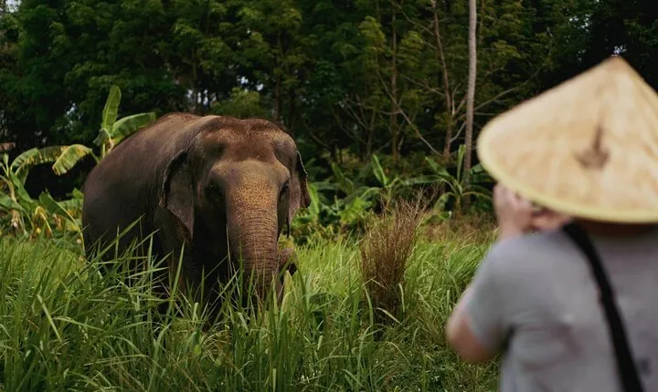 Half Day Elephant Home Sanctuary in Samui
