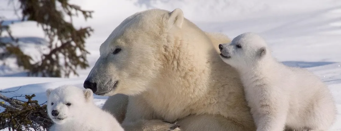 Ranua Wildlife Park Guided Tour