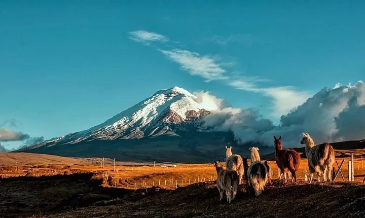 Cotopaxi Hike & Horse