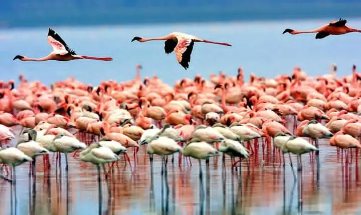 Manyara National Park Day Trip From Arusha