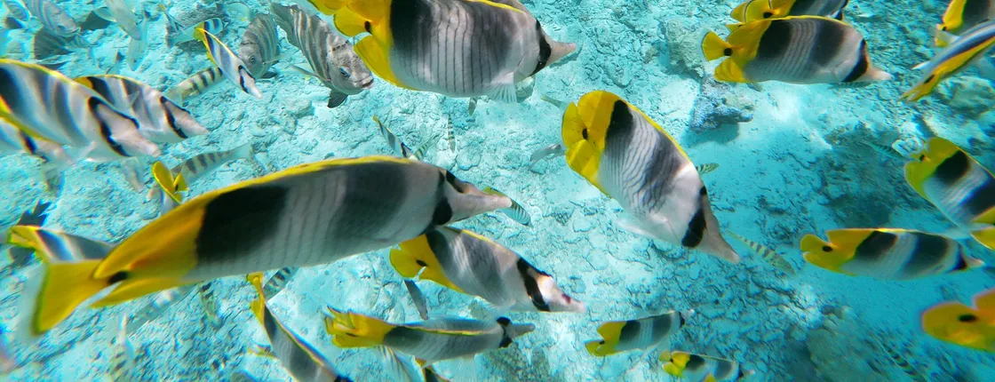 Bora Bora Glass-Bottom Boat Tour