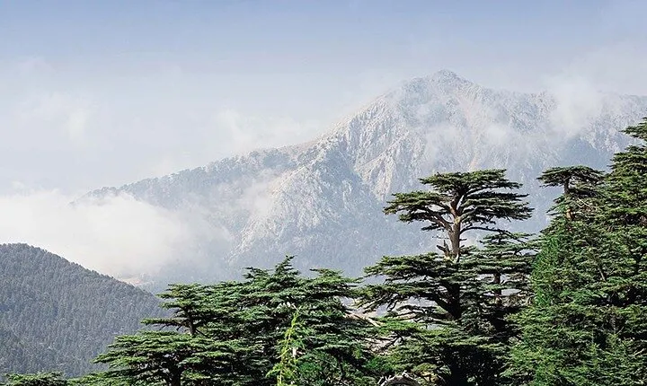 Guided Private Tour to The Cedars of God with Breakfast & Tickets